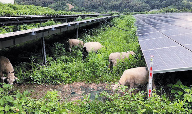 牧羊のポテンシャル